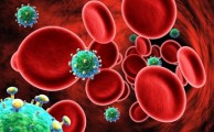 A HIV a véráramban. Néhány éven belül megtalálhatják azt a medicinát, amellyel gyógyítható lesz a HIV vírus okozta AIDS.